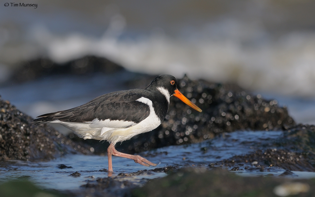 Oystercatcher 0410_3.jpg